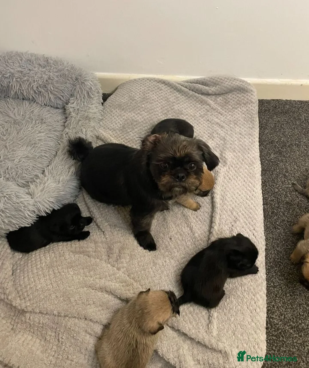 Shih Tzu dogs for sale: 8 beautiful shih-tzu pups  - Advert 1