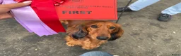 Miniature Dachshund dogs for sale: Show type mini longhair Boy from Crufts finalist  - Advert 26