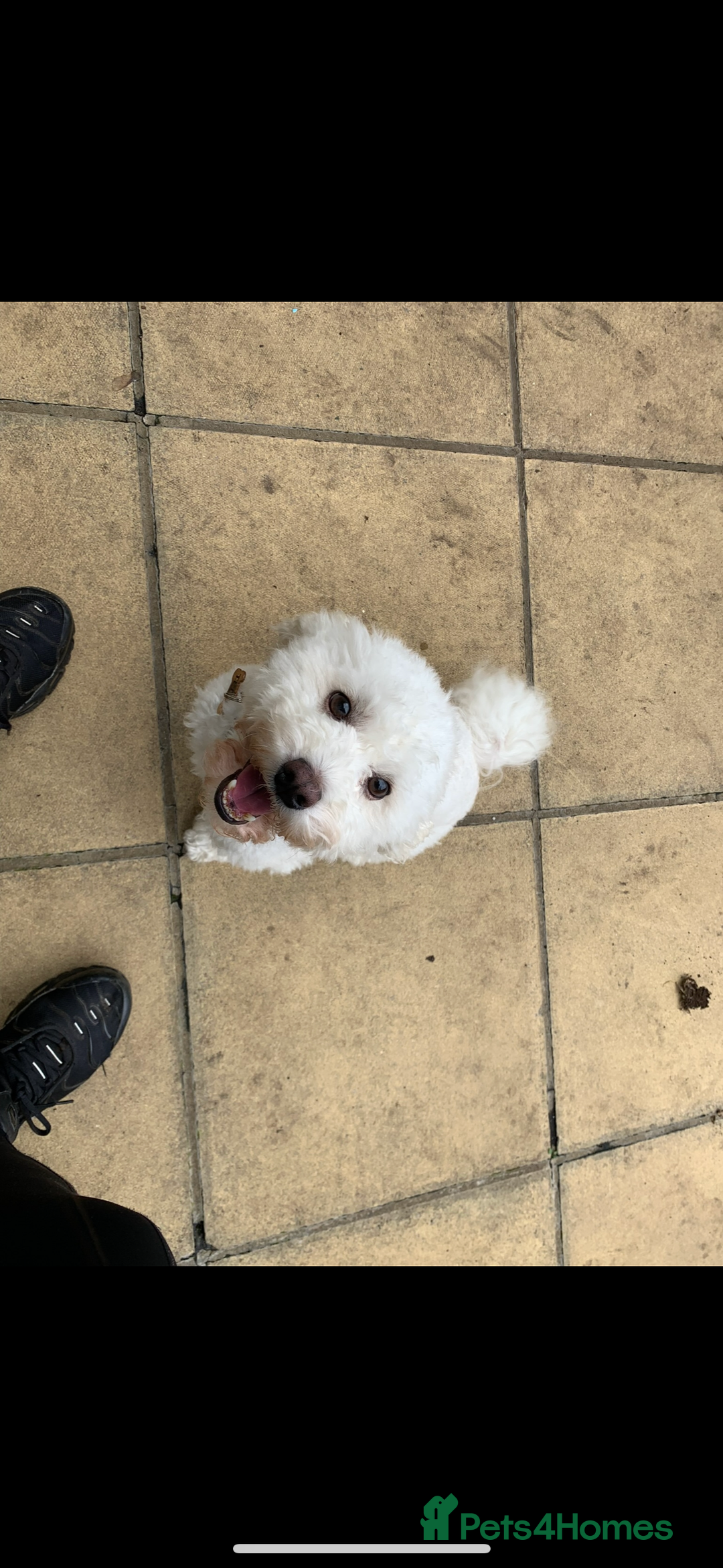 Cockapoo dogs for sale: F1 cockapoos beautiful litter 5 left* - Image 5