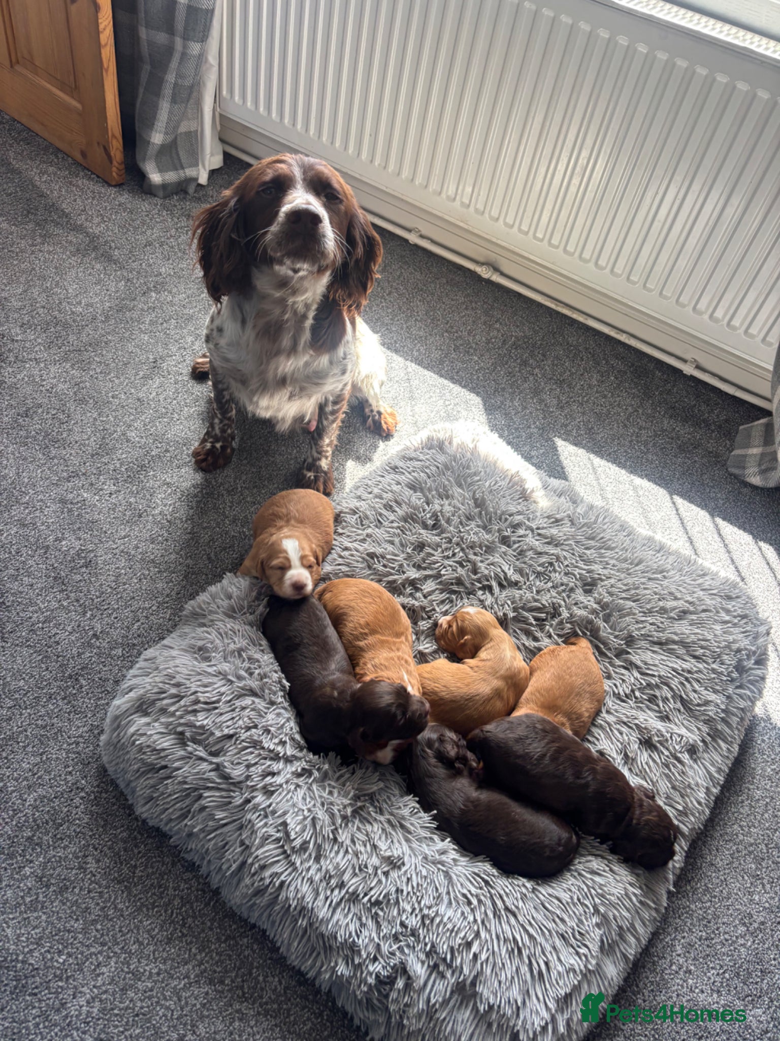 Cocker Spaniel dogs Beautiful cocker spaniel puppy’s - Advert 2