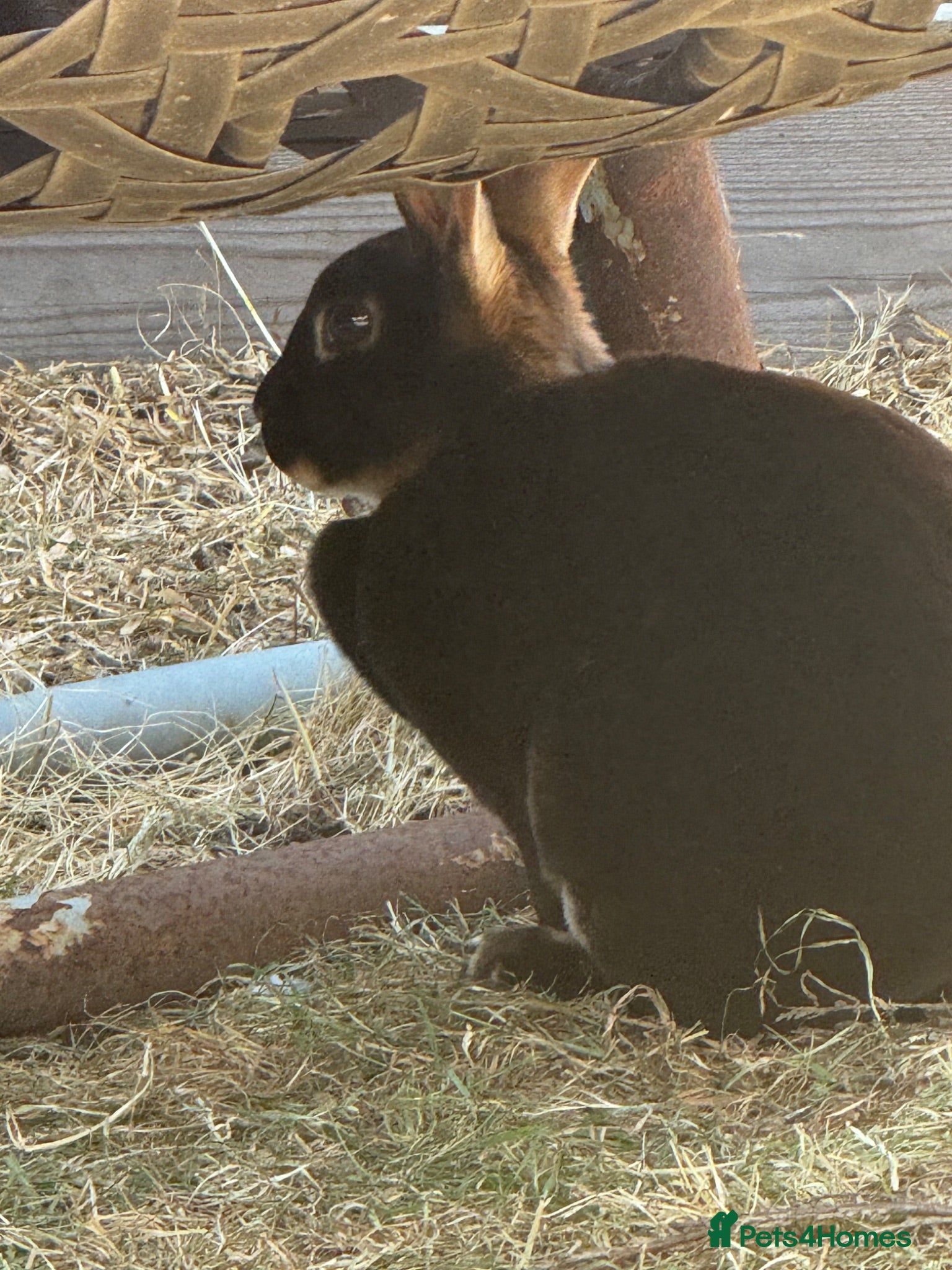 Rex rabbits Rex - Standard  - Advert 1
