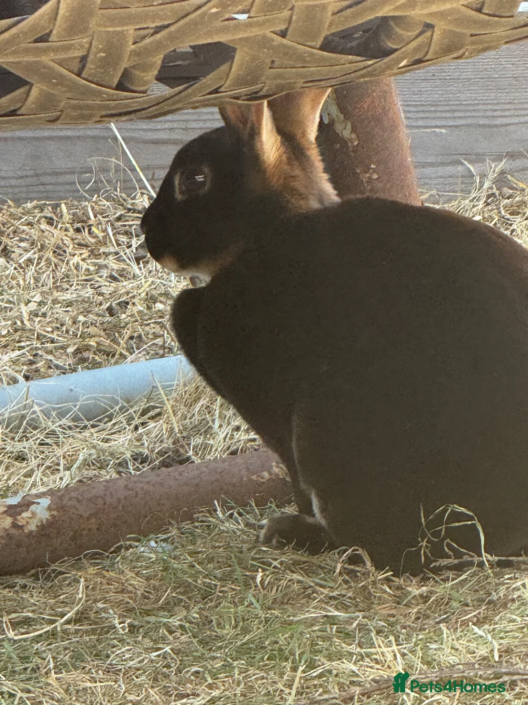 Rex rabbits for sale: Rex - Standard  - Advert 1