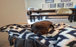Miniature Dachshund dogs for sale: Miniature smooth hair dachshunds - Image 6