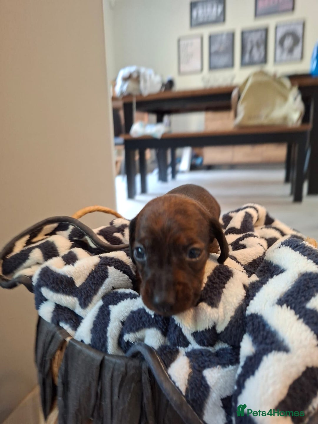 Miniature Dachshund dogs for sale: Miniature smooth hair dachshunds - Image 6