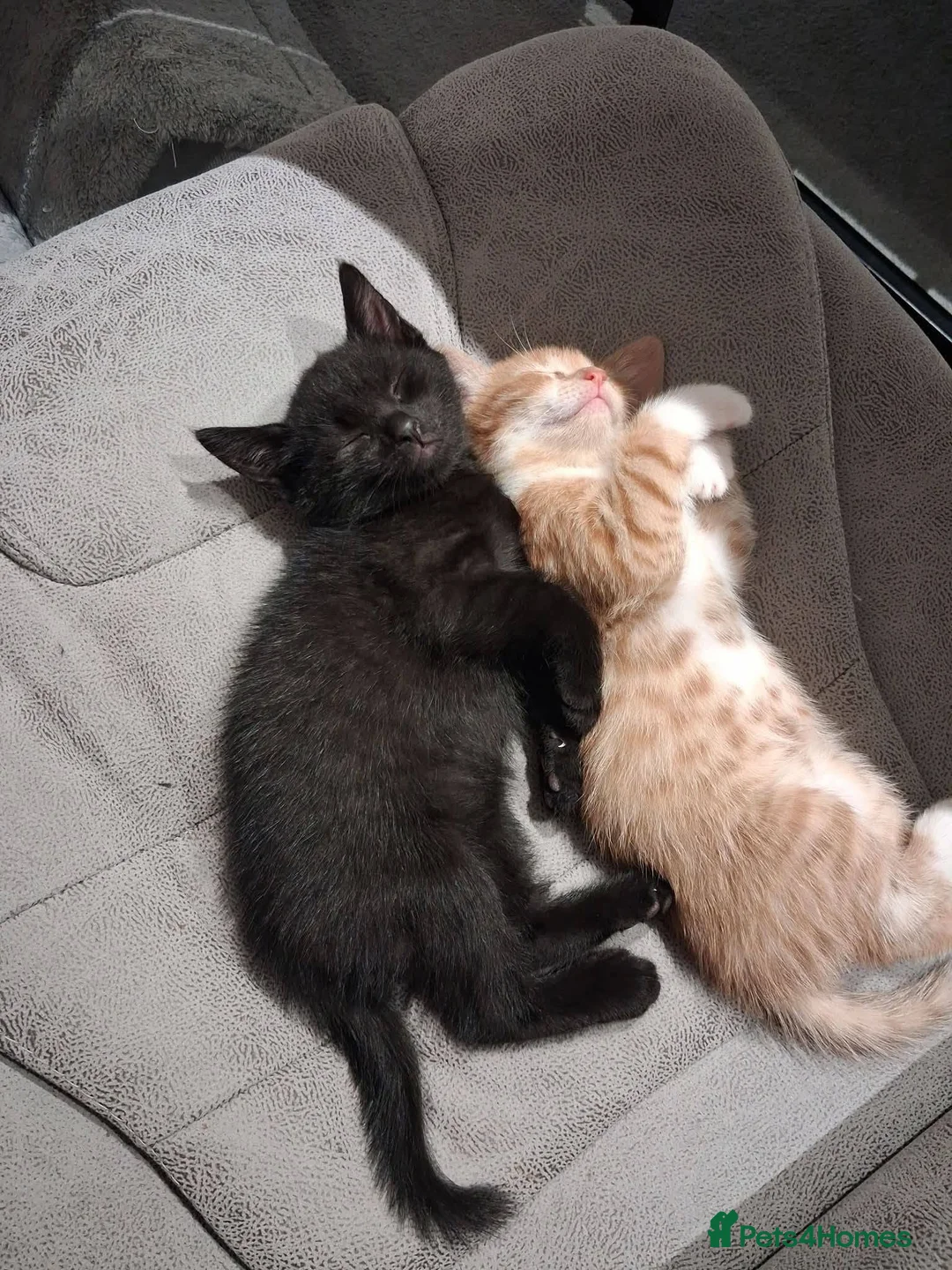 Mixed Breed cats for adoption: Blaze for adoption - Advert 11