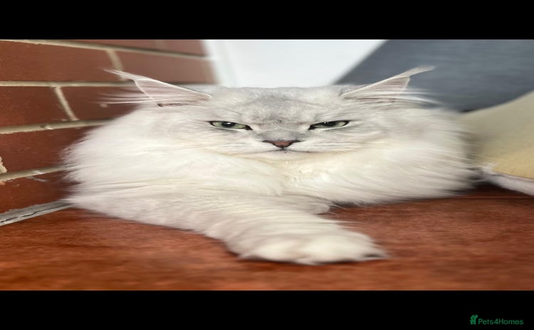 Maine Coon cats - Advert 1