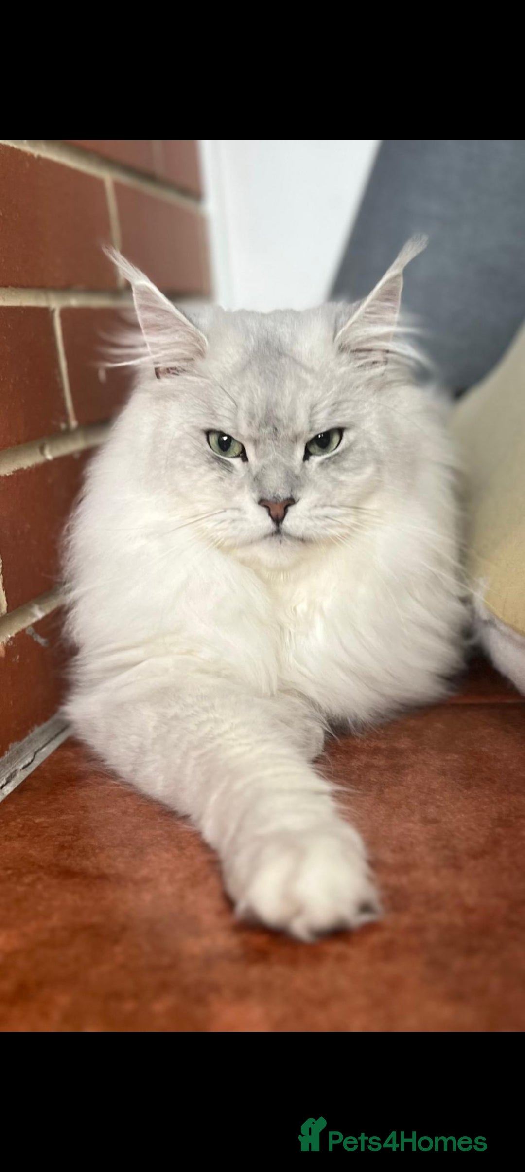 Maine Coon cats for sale: 💕5 TICA registered DNA CLEAR💕  - Image 1