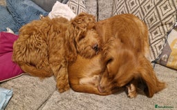Cockapoo dogs for sale: F1 Cockapoo puppy. Fully vaccinated and chipped - Advert 3