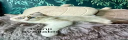 Ragdoll cats for sale: 100 % PURE RAGDOLL KITTENS FIFE REGISTRATION in West Drayton - Advert 5