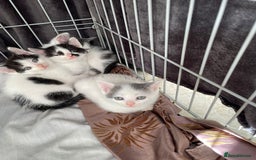 Turkish Van cats for sale: SUPER CUTE LITTLE RASCALS - Image 2