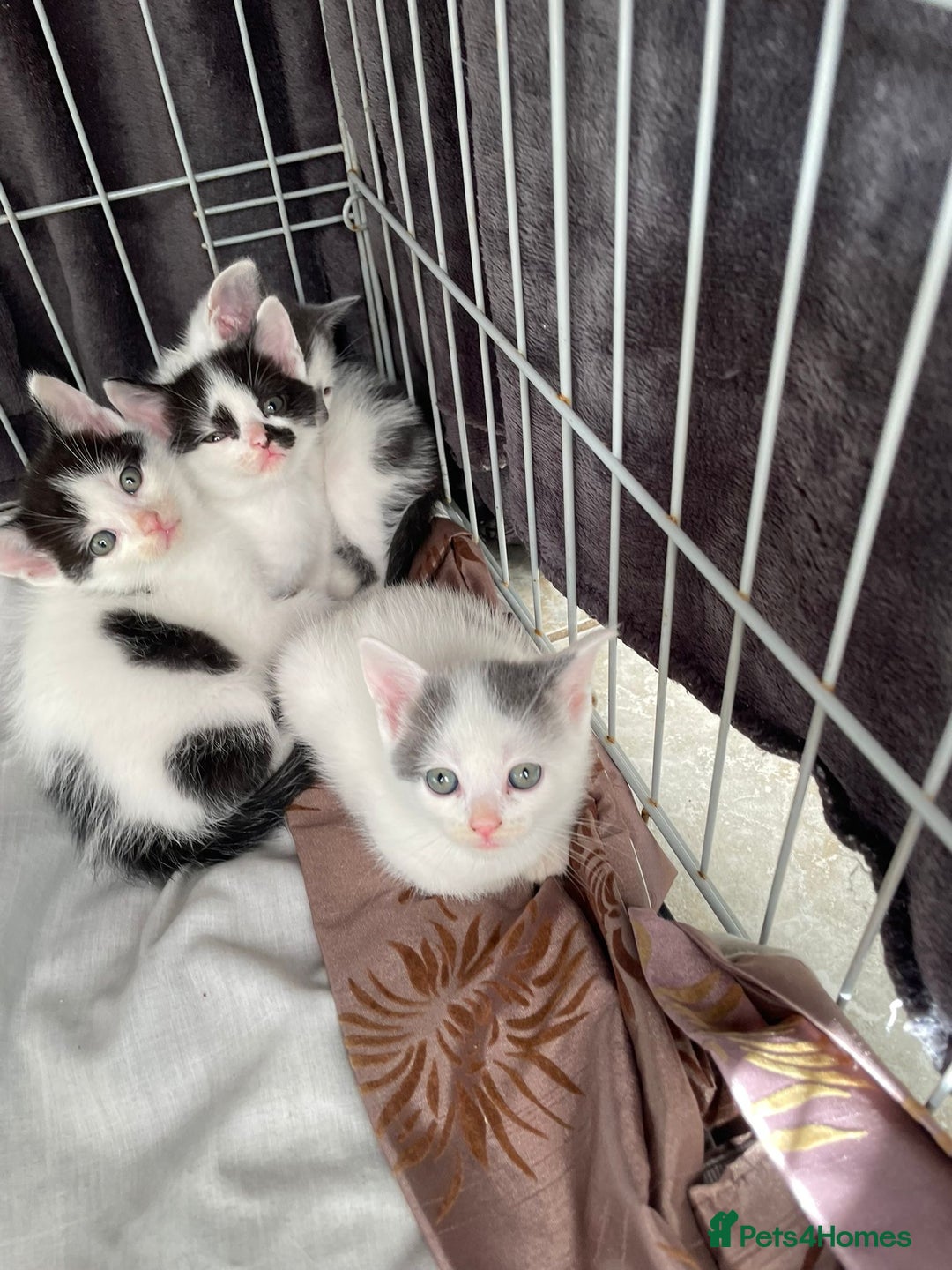 Turkish Van cats for sale: SUPER CUTE LITTLE RASCALS - Image 2