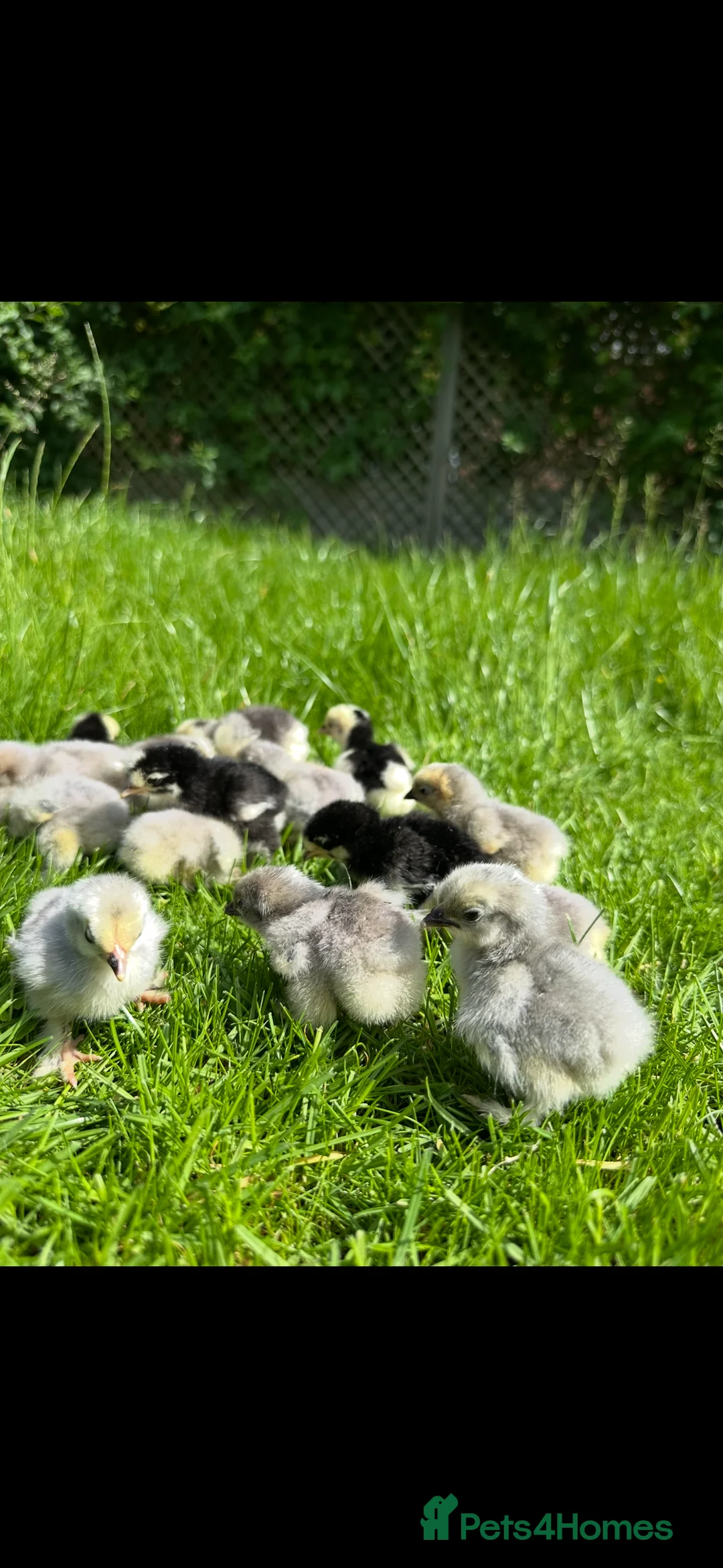 Chickens poultry for sale: Day old pure breed chicks  - Advert 3