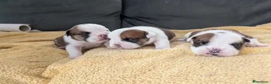 English Bulldog 3