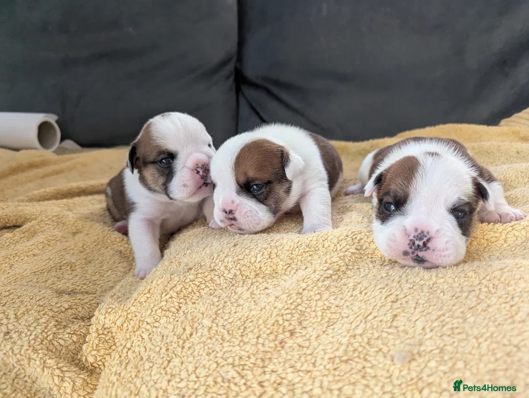 English Bulldog dogs for sale: ✨ ELITE UK BULLDOG PUPPIES AVAILABLE 🚨🏆 - Advert 2