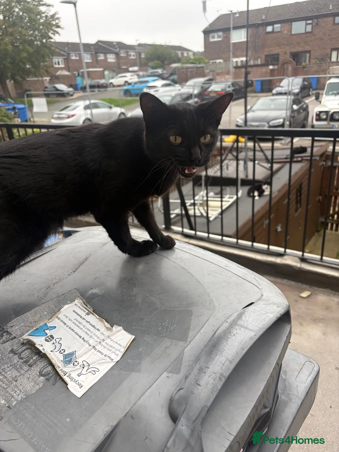 British Shorthair cats for sale: This is boo  in Warrington - Advert 5