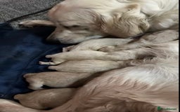 Golden Retriever dogs for sale: 3 White boys left show type - Image 7