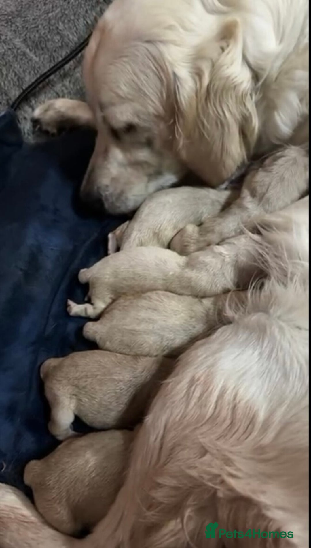Golden Retriever dogs for sale: 3 White boys left show type - Image 7