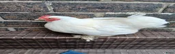 Chickens poultry for sale: 1 pekin Cockerell and 3 hens  - Advert 3