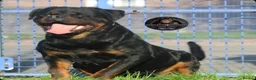 Rottweiler dogs for stud: Top KC Registered Rottweiler Stud Simba - Advert 9