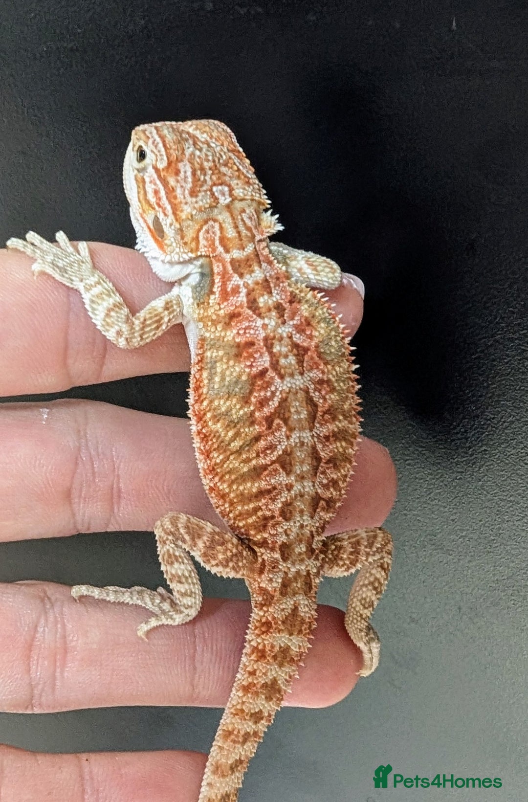 Bearded Dragon reptiles for sale: Baby Bearded Dragons ready now.  - Image 19