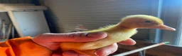 Mixed Breed poultry for sale: Day old ducklings and other poultry available - Advert 4
