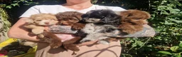Pomapoo dogs for sale: Lovely tiny Pomapoo’s available  - Advert 6
