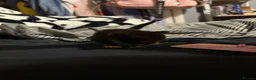 Domestic Shorthair cats for sale: 5 beautiful kittens for sale - Advert 21