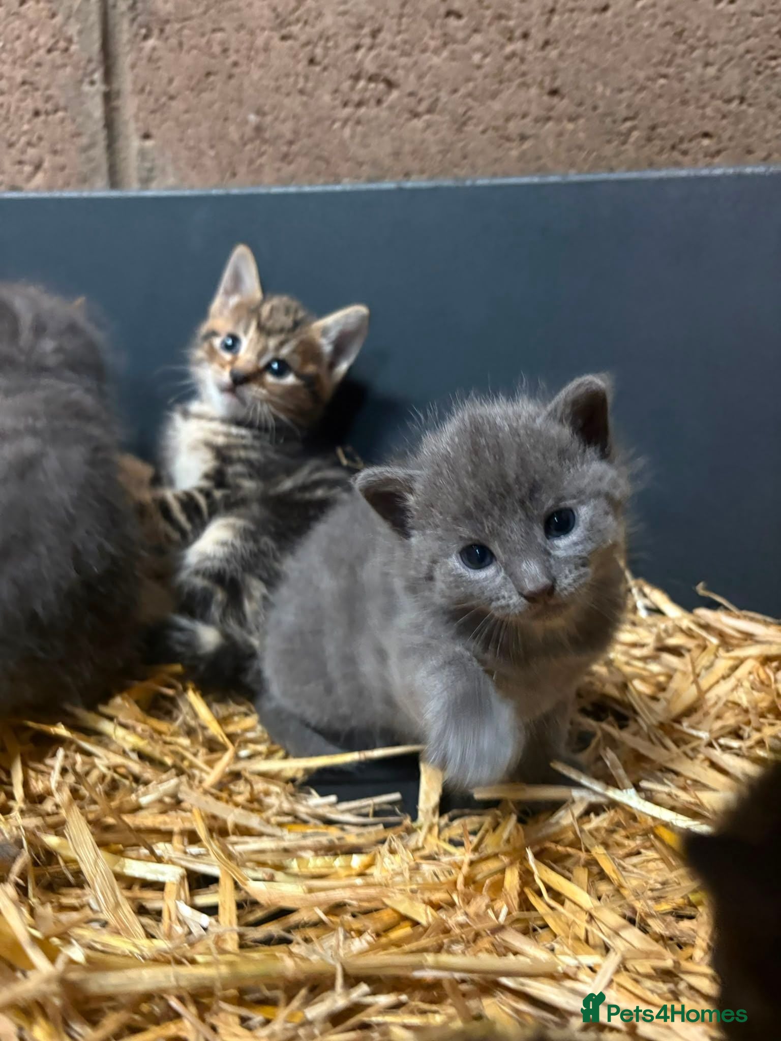 Mixed Breed cats Outdoor Kittens  - Advert 2