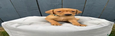 Labrador Retriever 5
