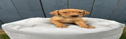 Labrador Retriever dogs for sale: KC Registered Labrador Pups, Mum/Dad Health Tested - Advert 4