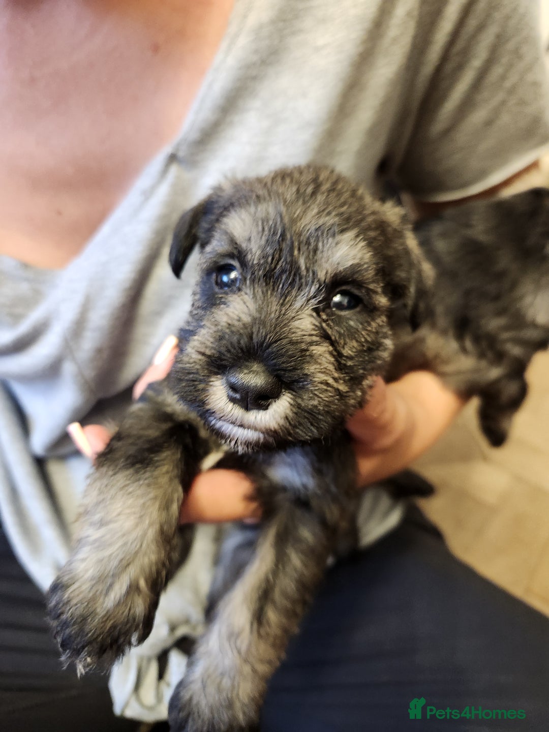Miniature Schnauzer dogs for sale: Curious, playful and loving litter KC pups ❤️ - Image 34