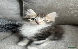 Mixed Breed cats for sale: 4 x kittens ready  - Image 4