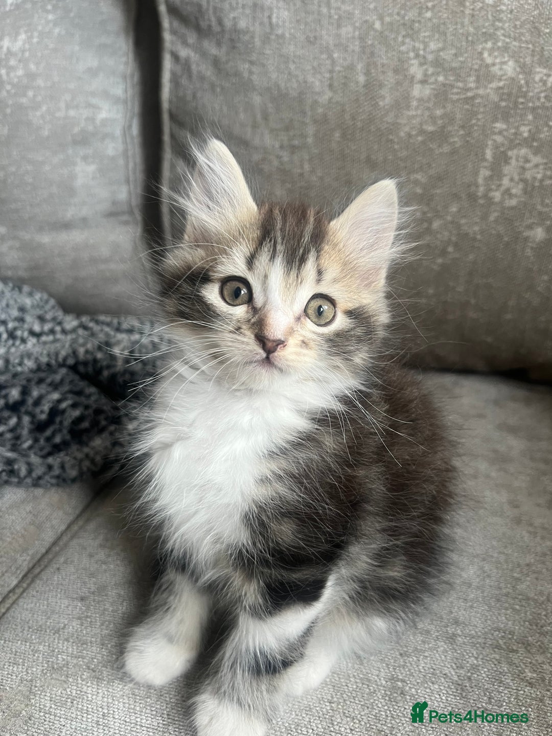 Mixed Breed cats for sale: 4 x kittens ready  - Image 4
