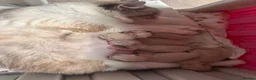 Ragdoll cats for sale: Beautiful ragdolls 5* - Advert 16