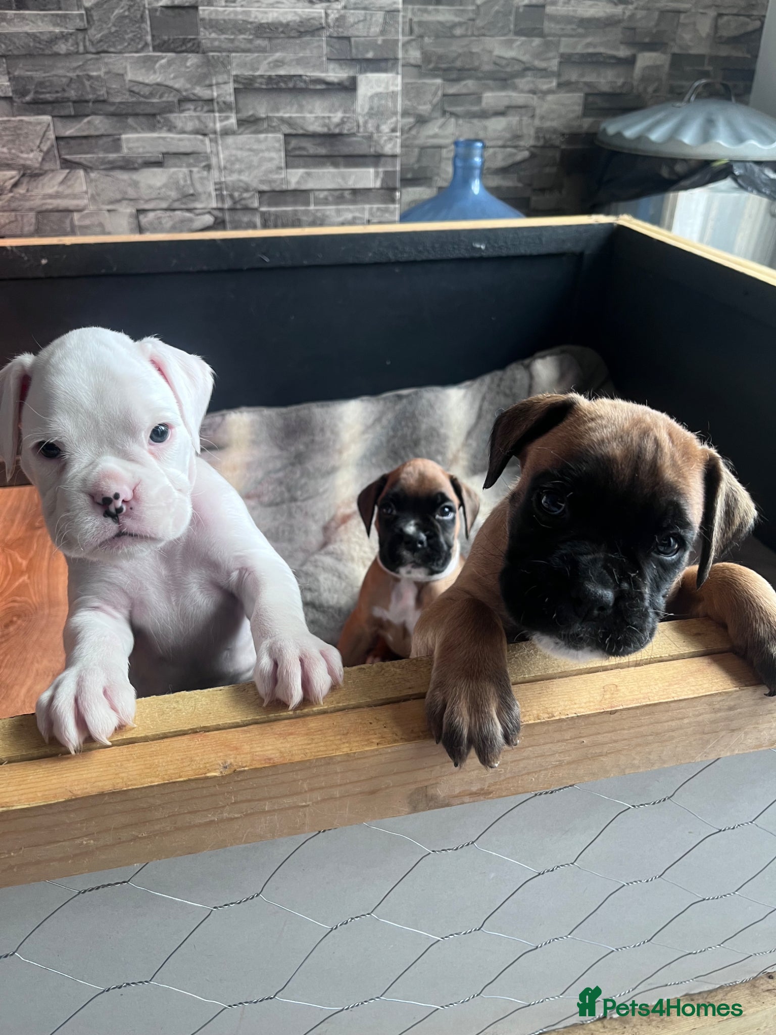 Boxer dogs 3 left! Gorgeous boxer litter! - Advert 8