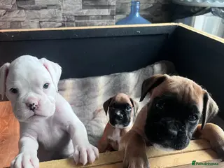 Boxer dogs 3 left! Gorgeous boxer litter! - Advert 8