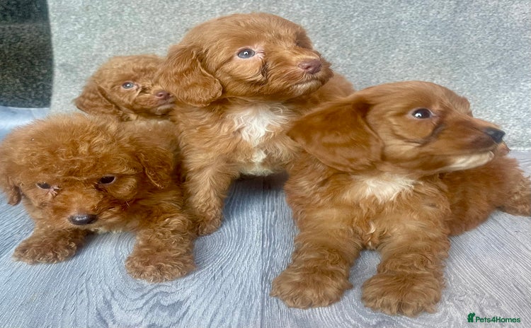 Cavapoo dogs - Advert 1
