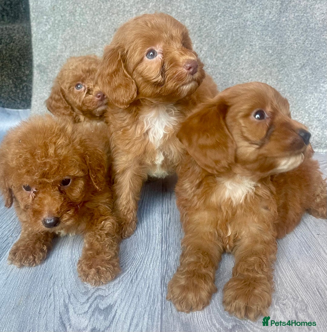 Cavapoo dogs for sale: RED CAVAPOO’S - Image 3