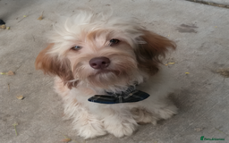 Cockapoo dogs for sale: Cute Cockapoo - Image 2