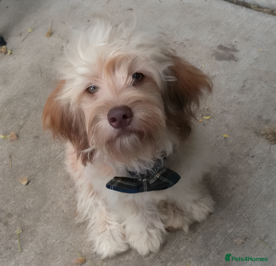 Cockapoo dogs for sale: Cute Cockapoo - Image 2