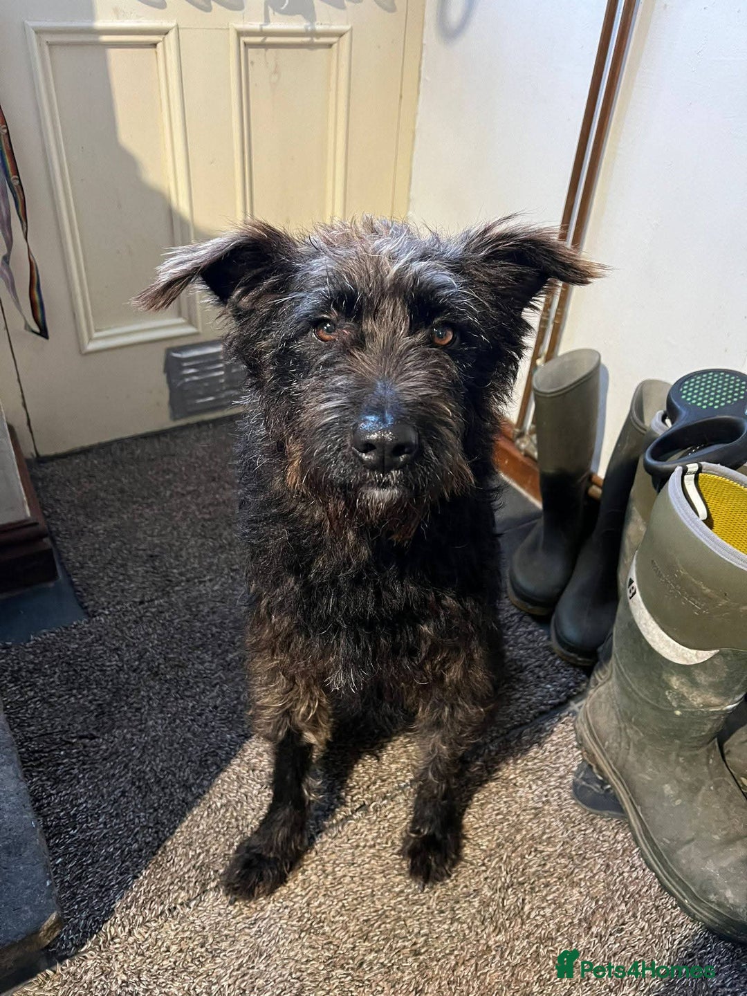 Mixed Breed dogs for adoption: Meet Alfie, currently residing in Cumbria - Advert 7