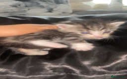 Mixed Breed cats for sale: 5 x Beautiful Bengal Mixed Kittens for Sale  - Image 13