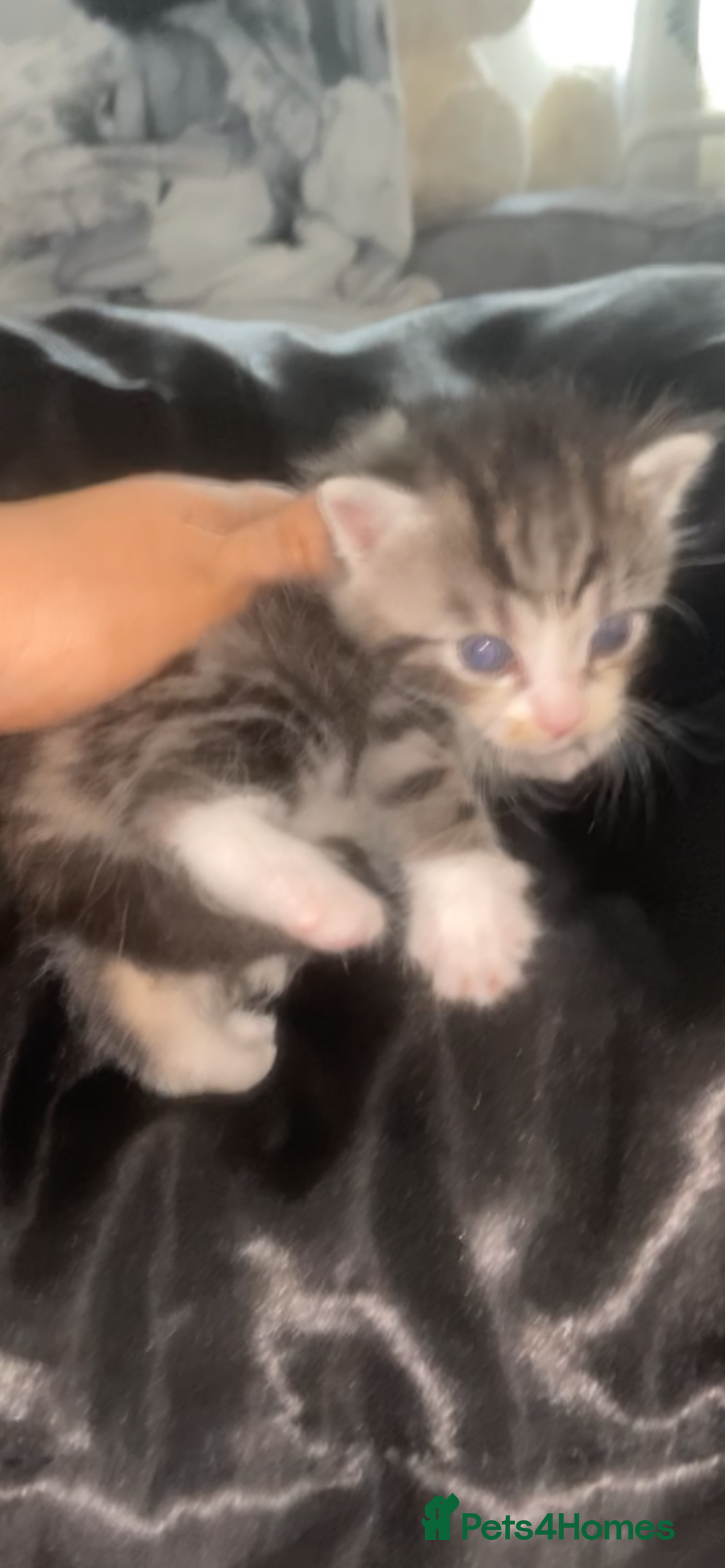 Mixed Breed cats for sale: 5 x Beautiful Bengal Mixed Kittens for Sale  - Image 13