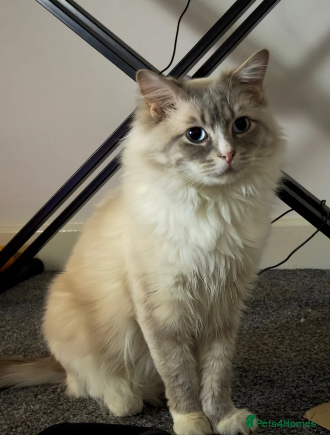 Ragdoll cats for sale: Rare male torbie mitted lynx ragdoll cat in Cardiff - Advert 2