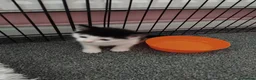 Mixed Breed cats for sale: Playful kittens  - Advert 5