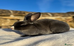 Rex rabbits for sale: Gorgeous Blue VM Mini Rex  - Image 2