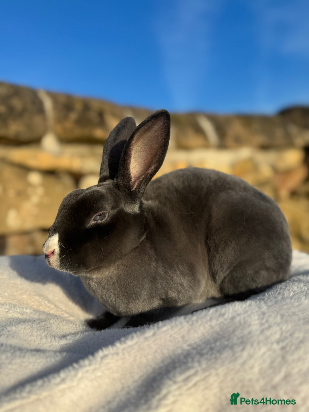 Rex rabbits for sale: Gorgeous Blue VM Mini Rex  - Image 2