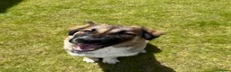 Mixed Breed dogs for sale: Loving Armenian Gampr Male 7 months old in Saltburn-by-the-Sea - Advert 3