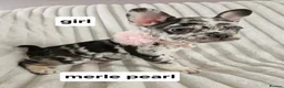 French Bulldog dogs for sale: French bulldog puppy 8 weeks boys and girls in Gateshead - Advert 6