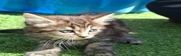 Mixed Breed cats for sale: Beautiful kittens in Norwich - Advert 14